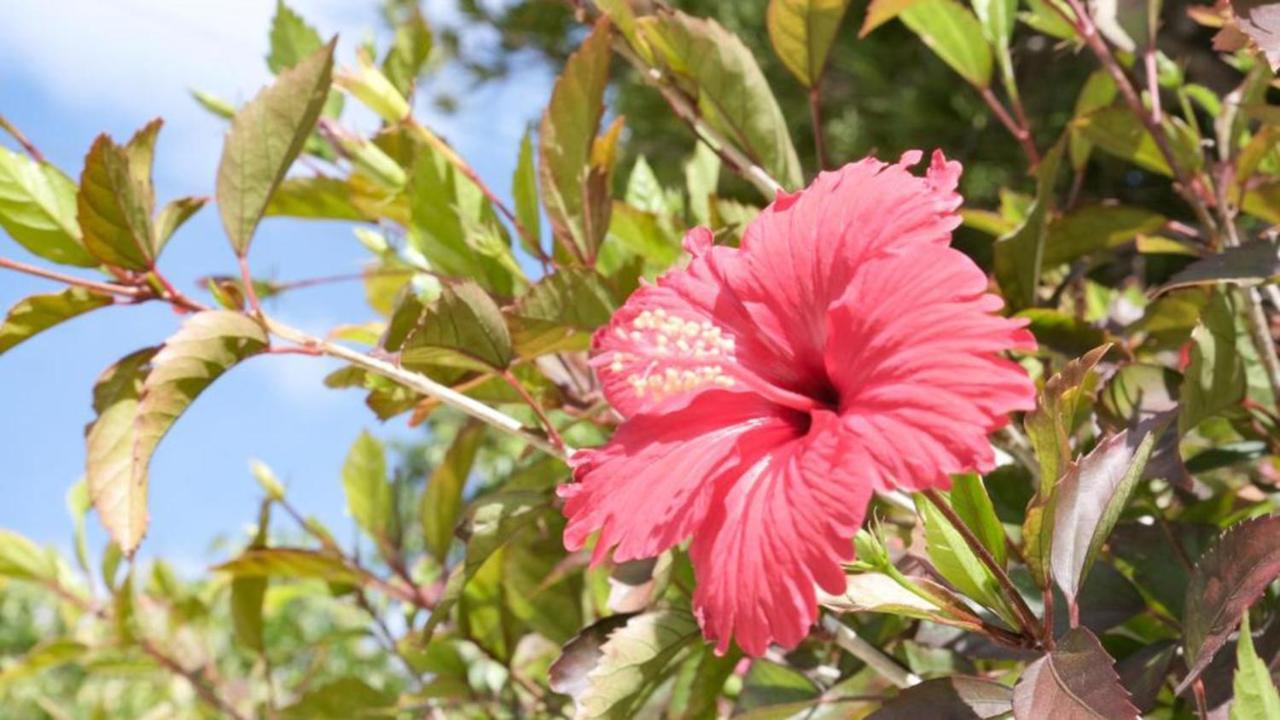 Toyoko Inn Okinawa Ishigaki-Jima Ishigaki  Εξωτερικό φωτογραφία